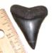 Great White Shark Tooth